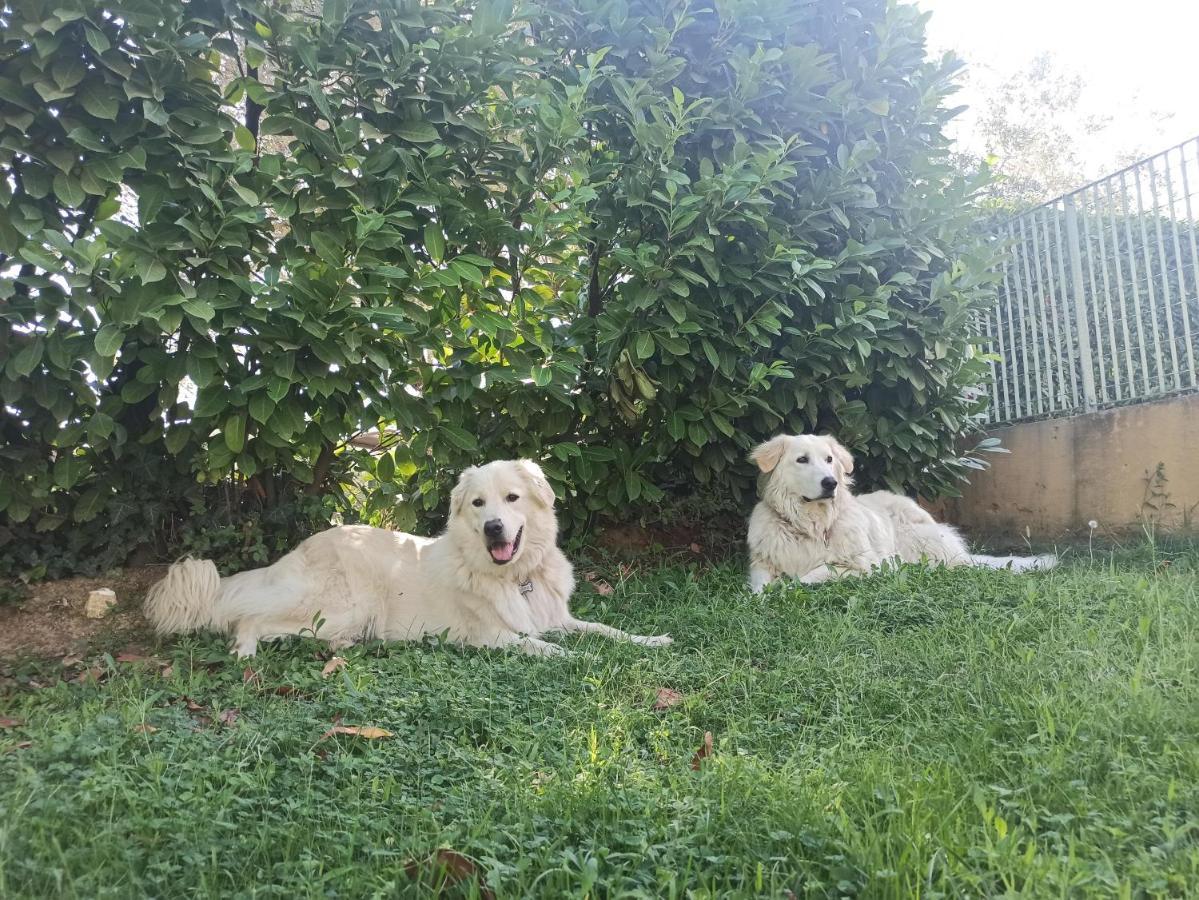 Villa Lilly - Rome — Fotos 1